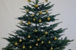 Weihnachtsbaum Übergangsklasse 2016